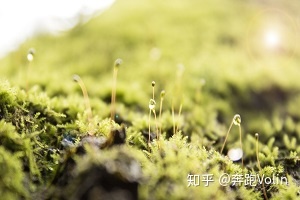 湖南师范大学成考专升本经验分享:乾坤未定,你我皆是黑马(图1)