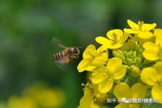 成人高考报名有年龄限制吗(图4)